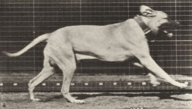 Plate 707 'Dread' galloping — figure reference